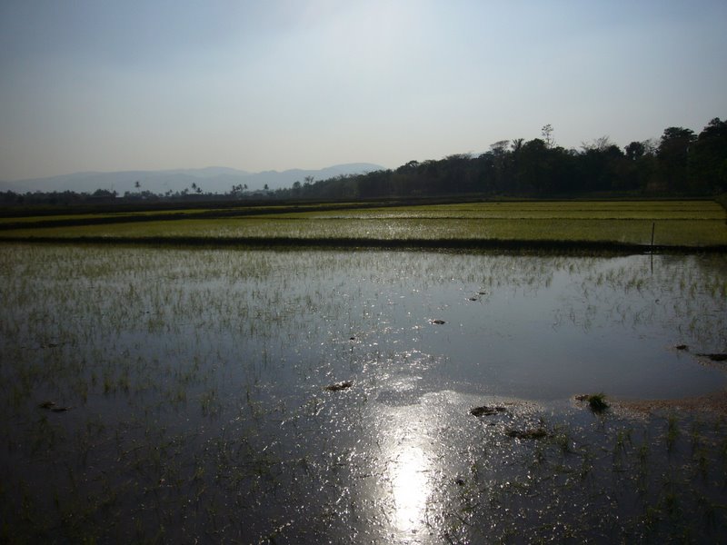 Travel - Myanmar - Inle Lake - First Boat Trip - The boat-drivers village - Rice and Cigars